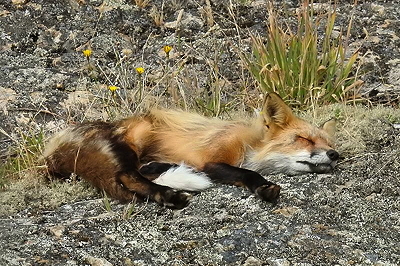 Slumping fox. Photo by Alex Shapiro.